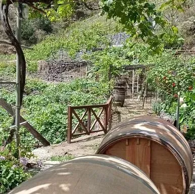 Una hilera de barriles de madera se encuentran en un jardín.