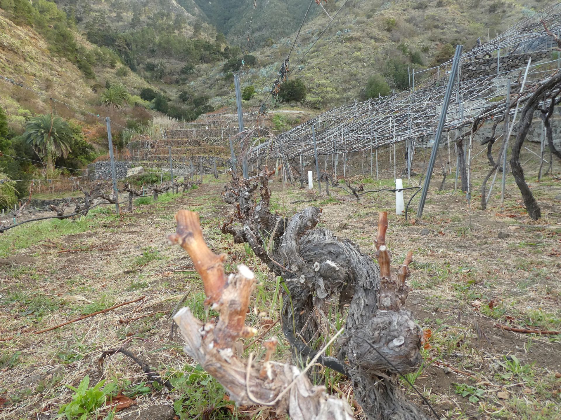 Un viñedo con muchos árboles y ramas en medio de un campo.