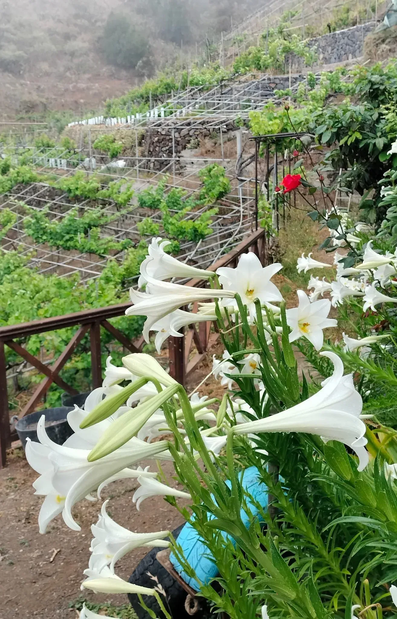 Un ramo de flores blancas crece en un jardín.