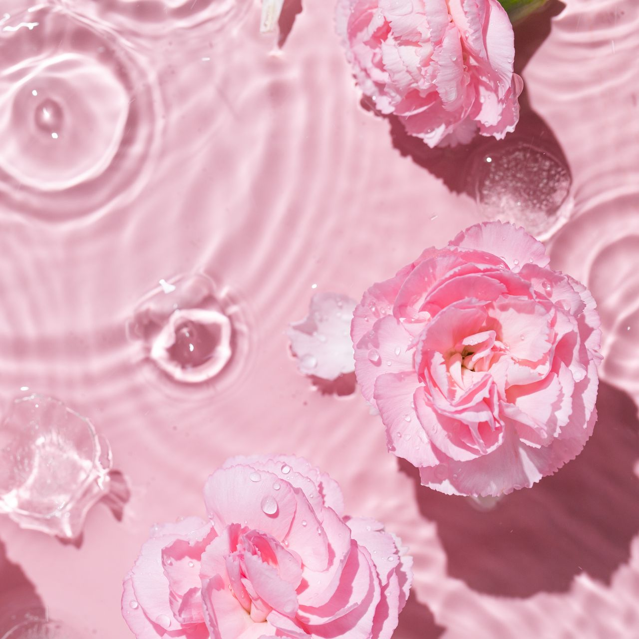 Les roses flottent dans l’eau ondulante, créant des cercles concentriques sur une surface rose.