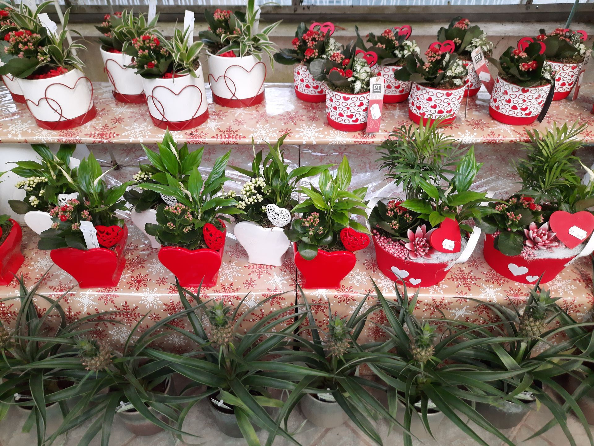 Photo de petites plantes vertes dans des pots avec des cœurs en décoration