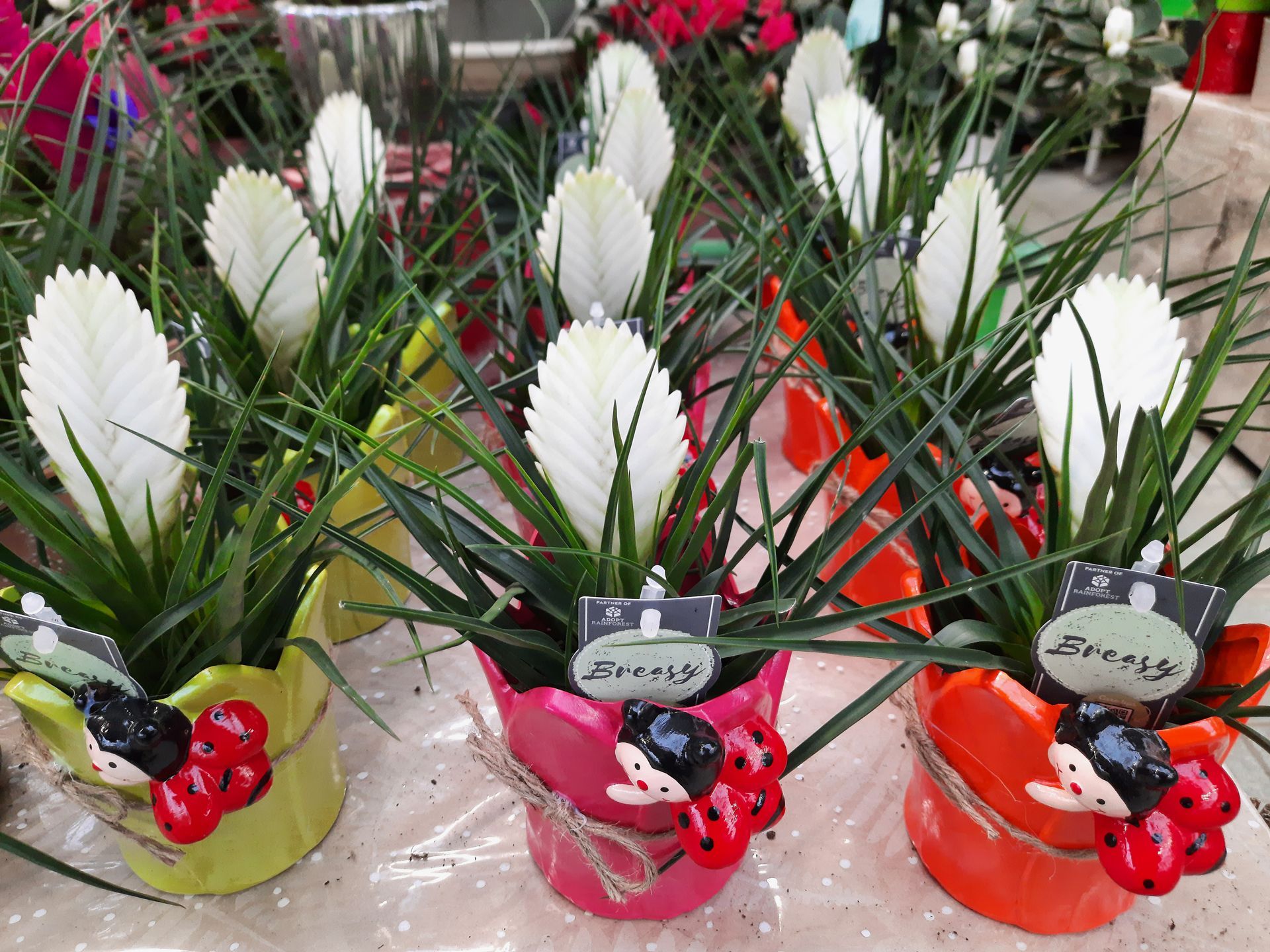 Photo d'une plante verte et blanche dans des pots avec des coccinelles en décoration