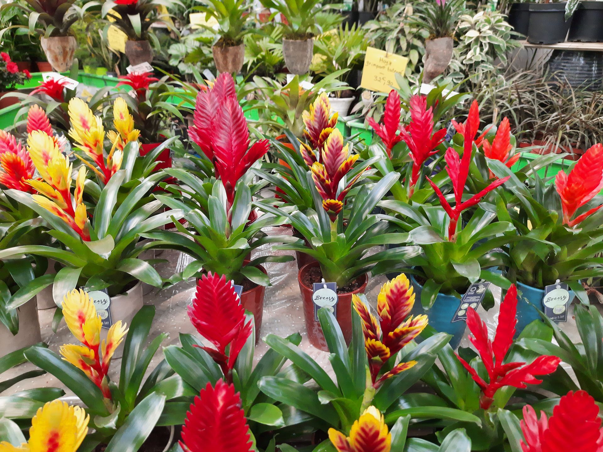 Photos de plantes vertes, rouges et jaunes