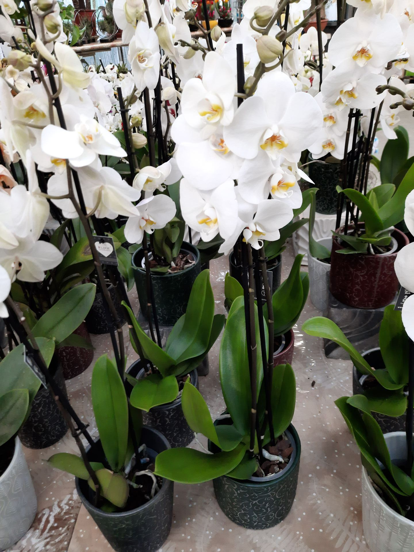 Photo d'orchidées blanches en pot