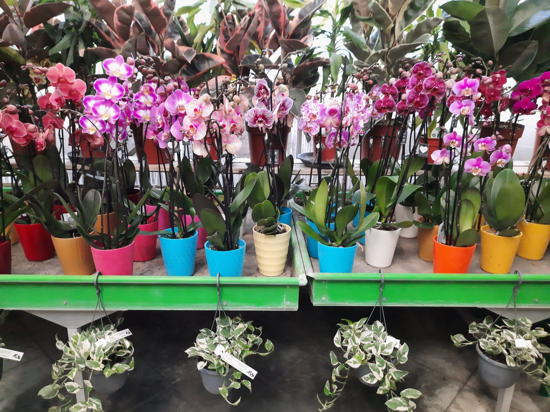 Petites orchidées roses et blanches