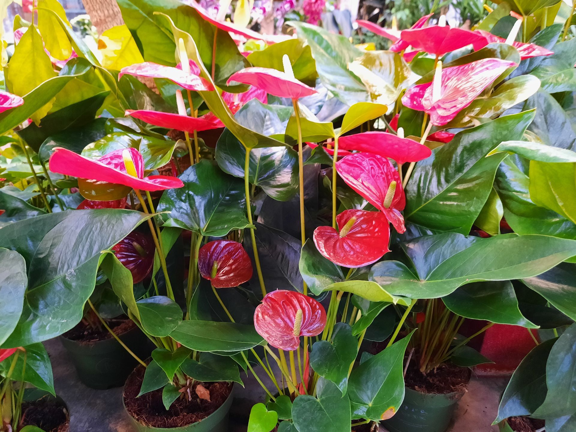 Photo d'une plante verte et rose