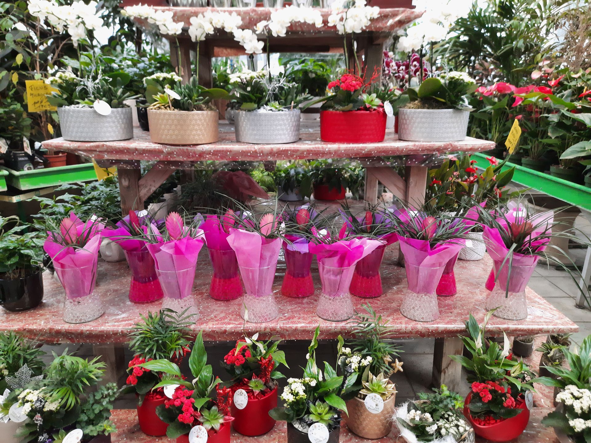 Orchidées dans des petits pots roses, rouges et gris