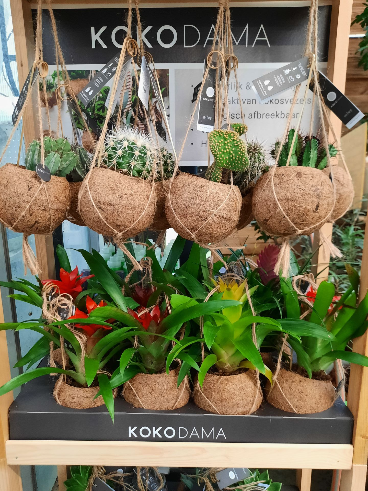 Petits cactus dans des pots suspendus