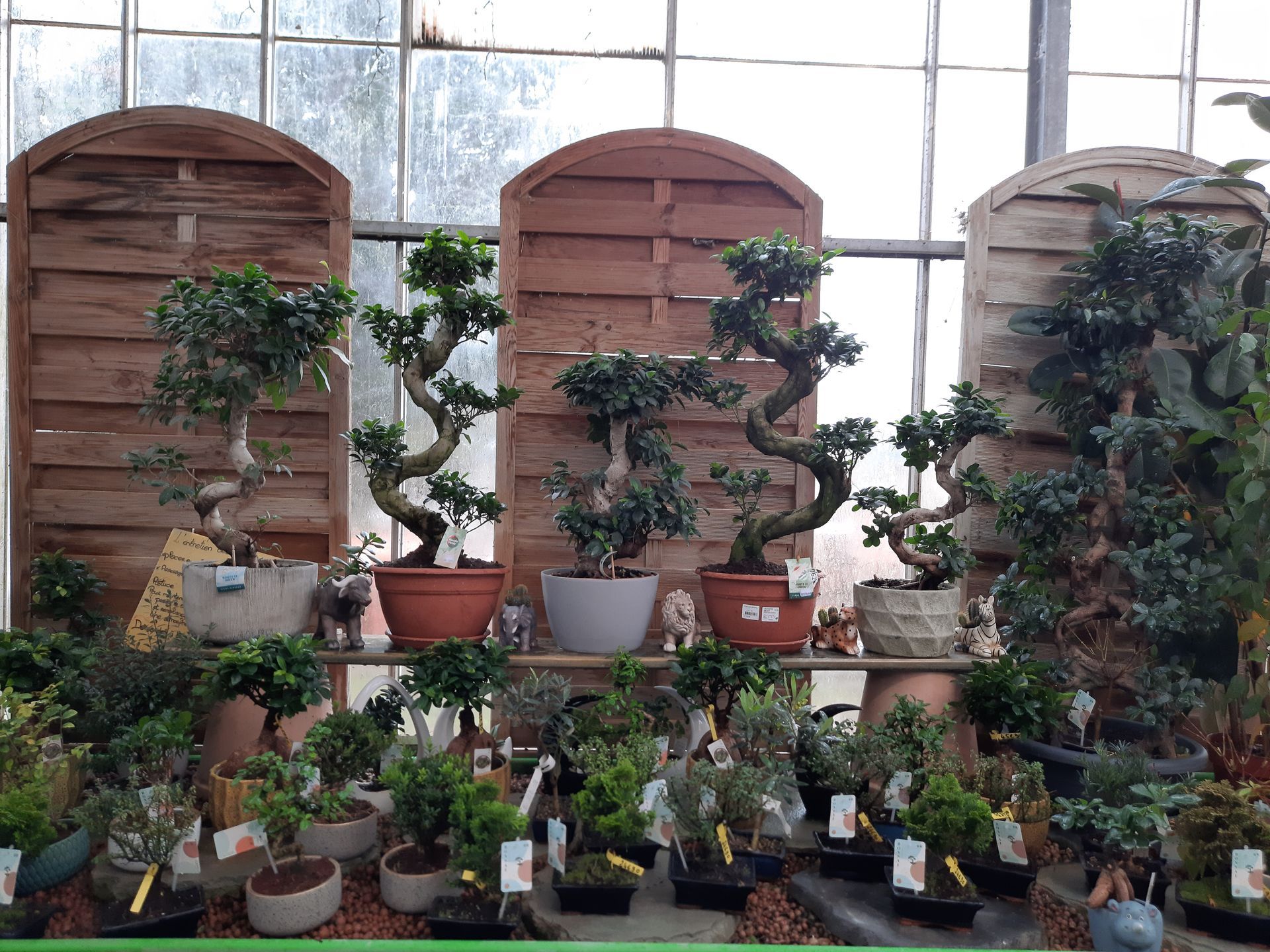 Collection de bonsaïs et plantes d’intérieur exposés dans une serre sur fond de panneaux en bois