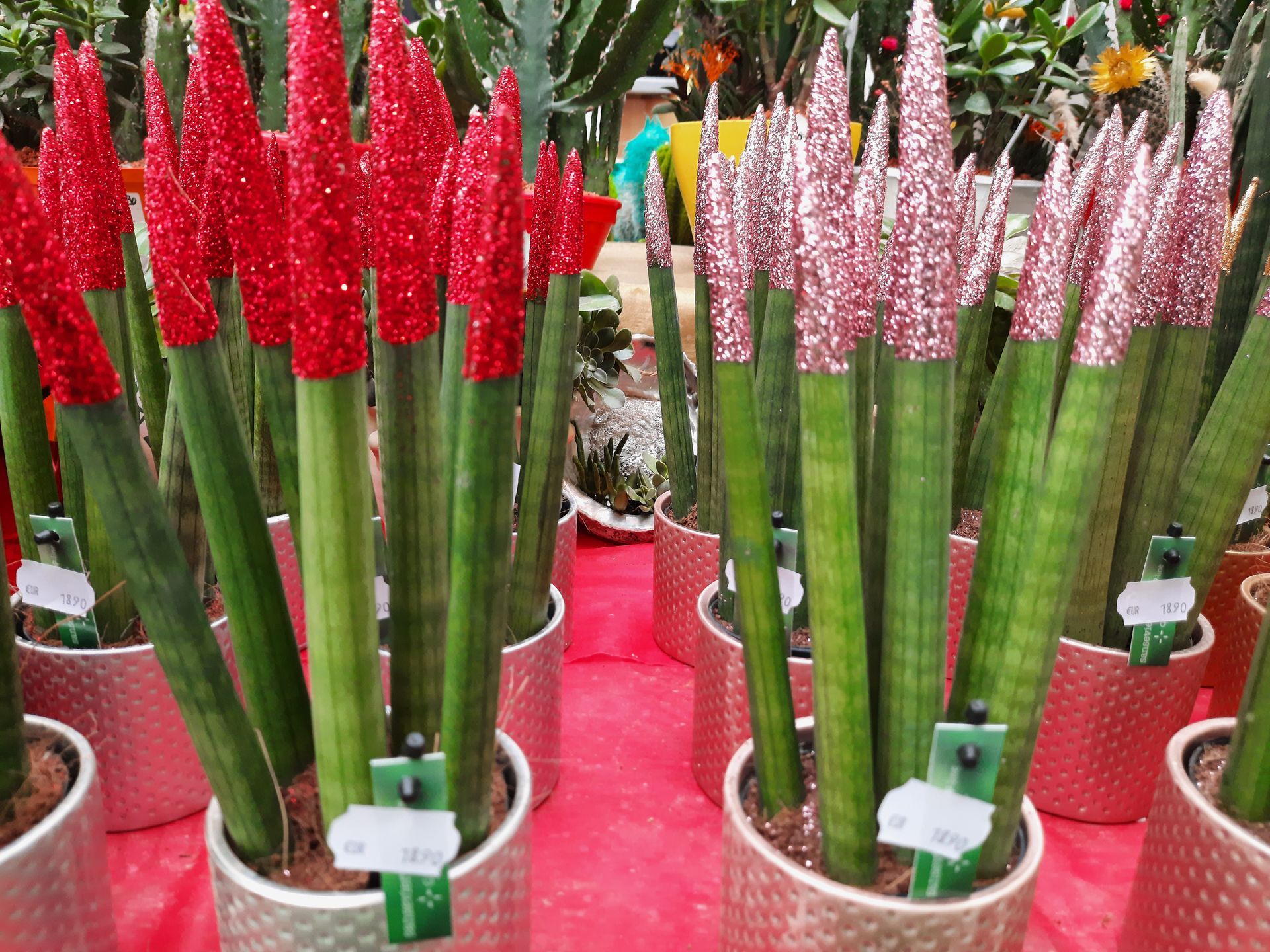 Sansevières décoratives avec des extrémités colorées en rouge et argent, en pots festifs