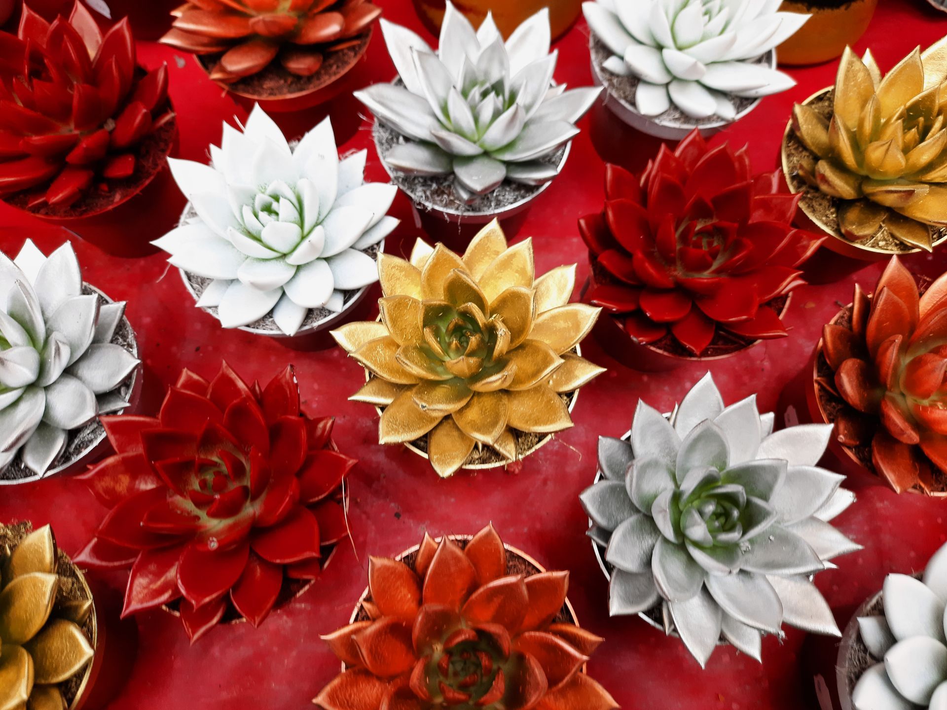 Composition colorée de plantes succulentes dorées, rouges et argentées sur fond rouge