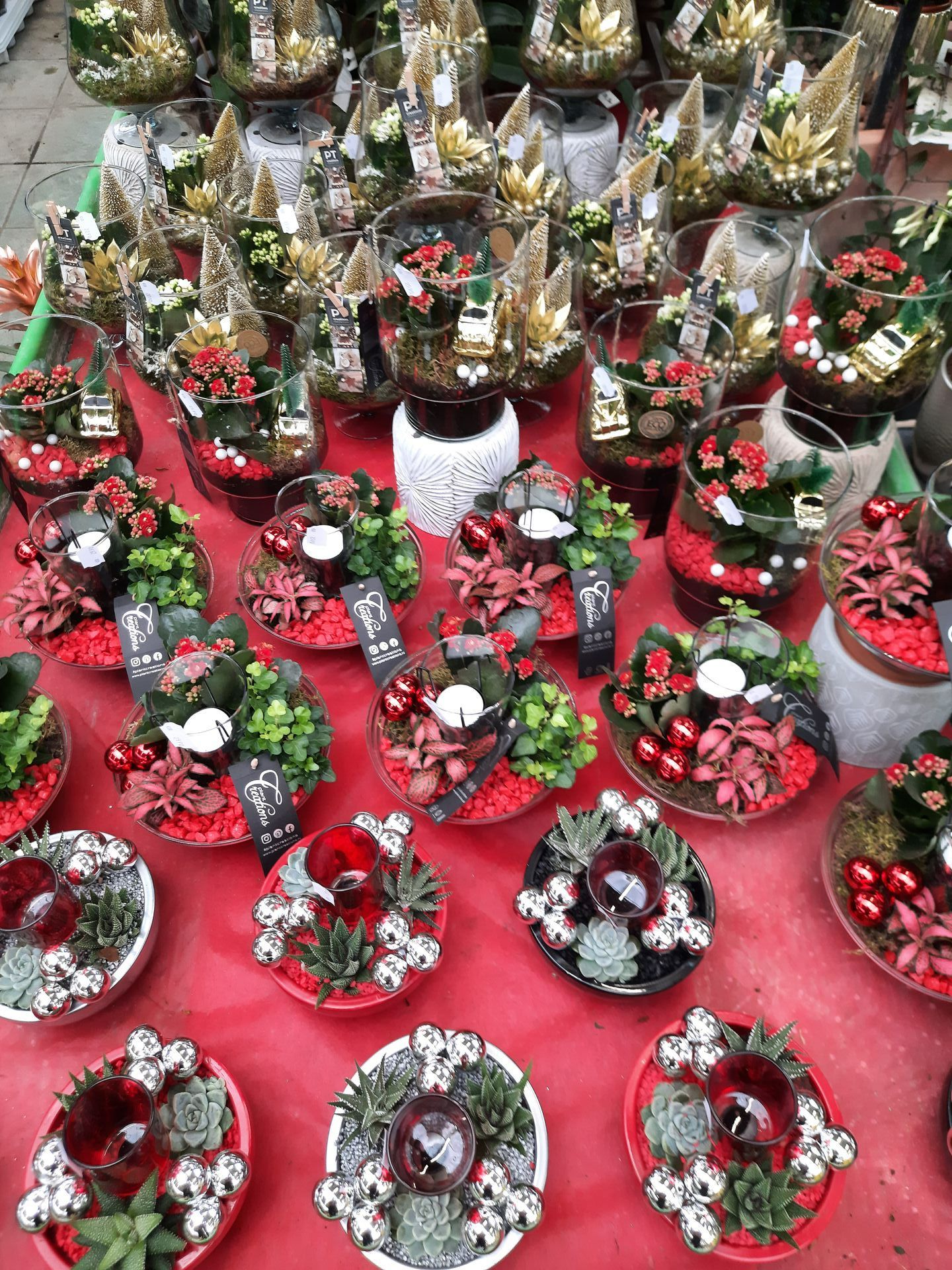 Compositions festives avec des plantes grasses, boules de Noël rouges et dorées 