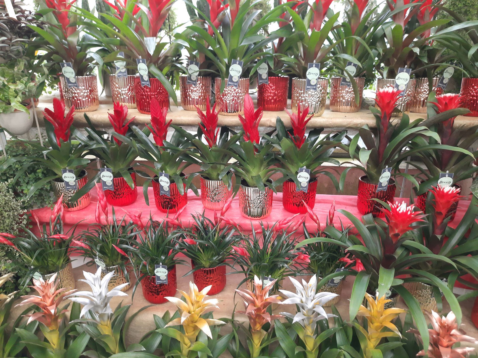 Plantes exotiques dans des pots métalliques rouges et argentés aux couleurs de Noël