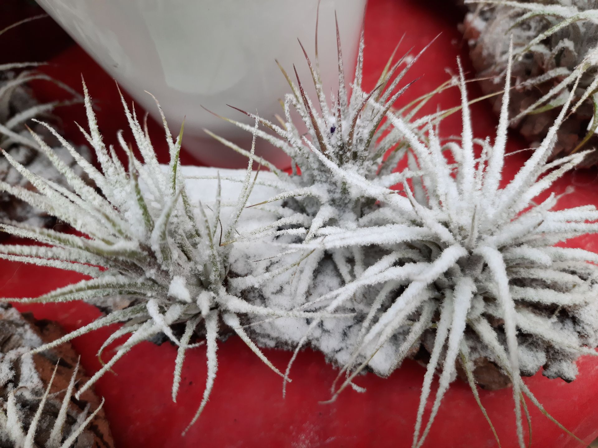 Gros plan sur des plantes décoratives avec un effet neigeux