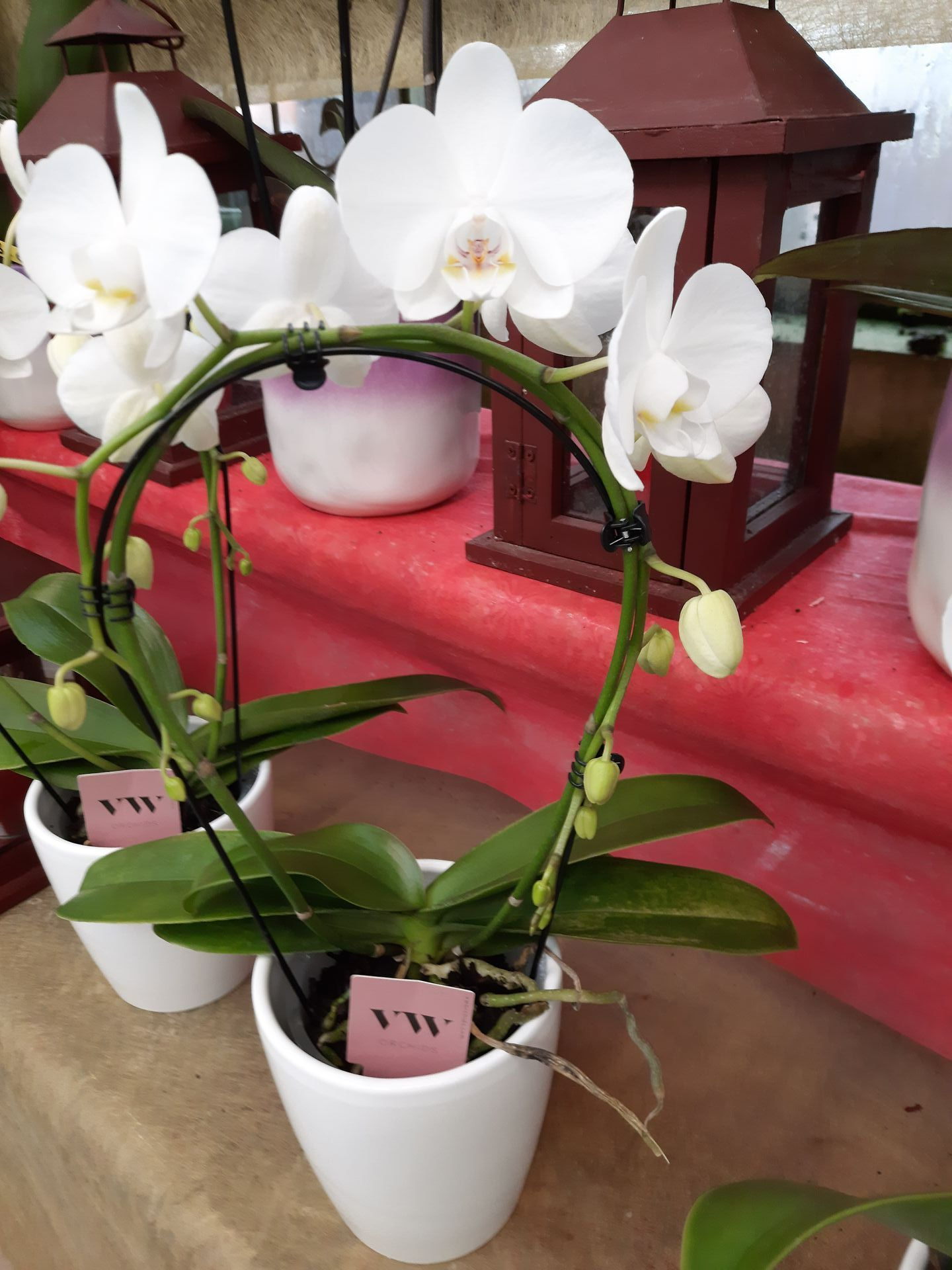 Orchidée blanche en arc avec cache-pot blanc dans la pépinière de Lyon Végétaux pour la Saint-Valentin.