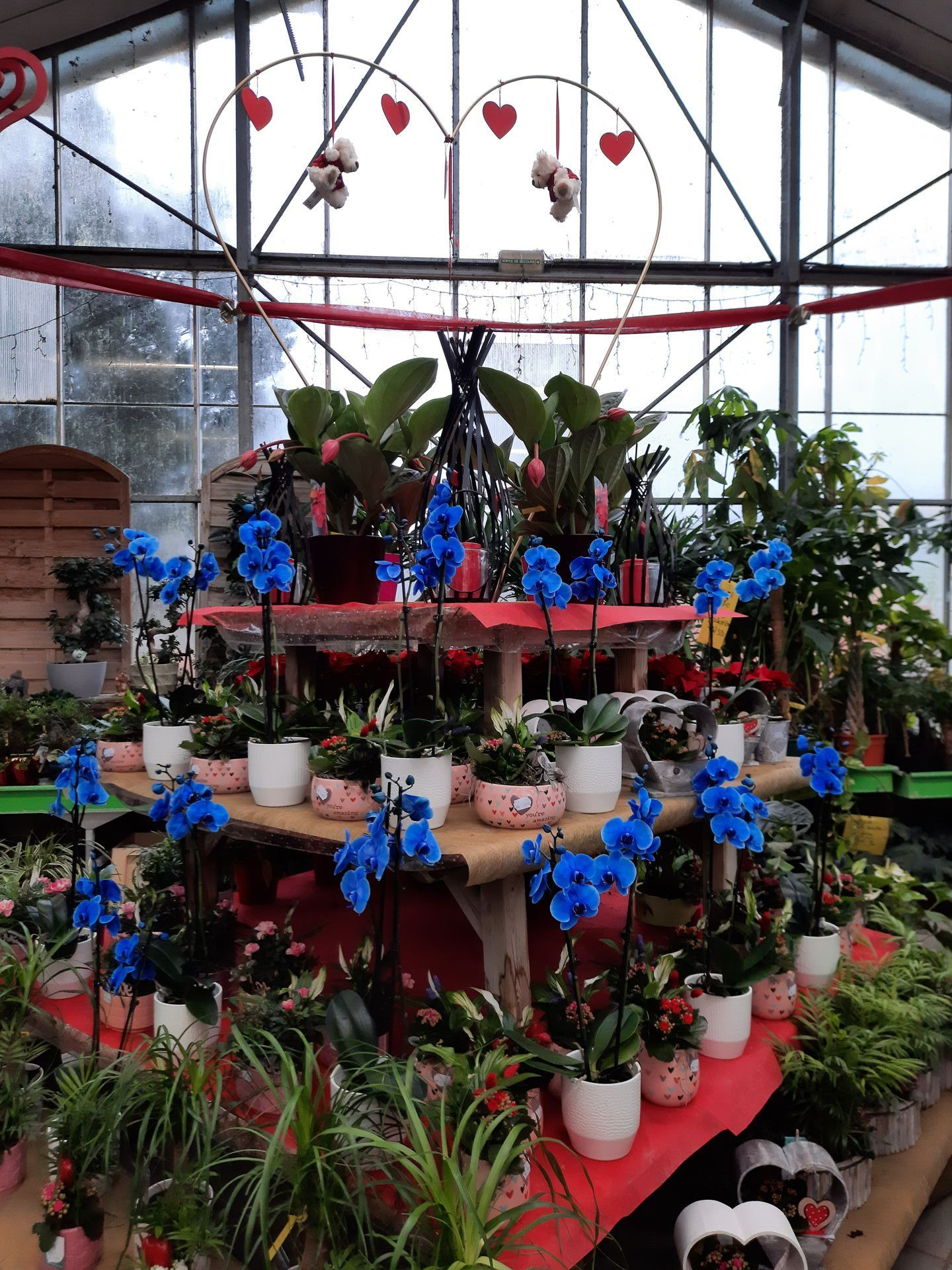 Présentoir d’orchidées dans la pépinière de Lyon Végétaux pour la Saint-Valentin.