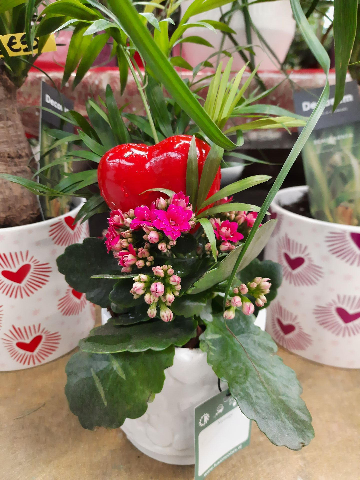 Composition florale avec kalanchoé et cœur rouge dans la pépinière de Lyon Végétaux pour la Saint-Valentin.