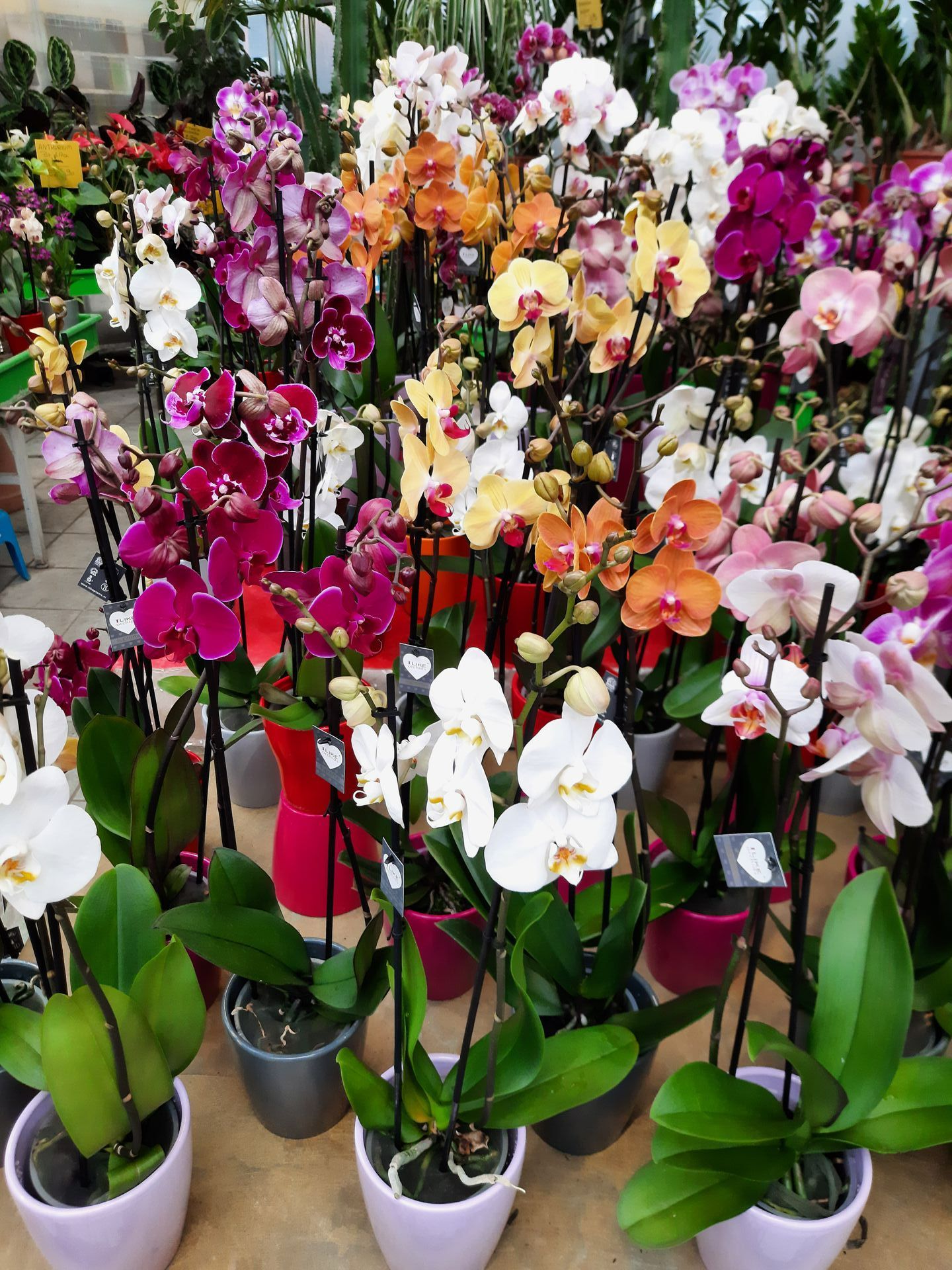 Orchidées multicolores en serre dans la pépinière de Lyon Végétaux pour la Saint-Valentin.