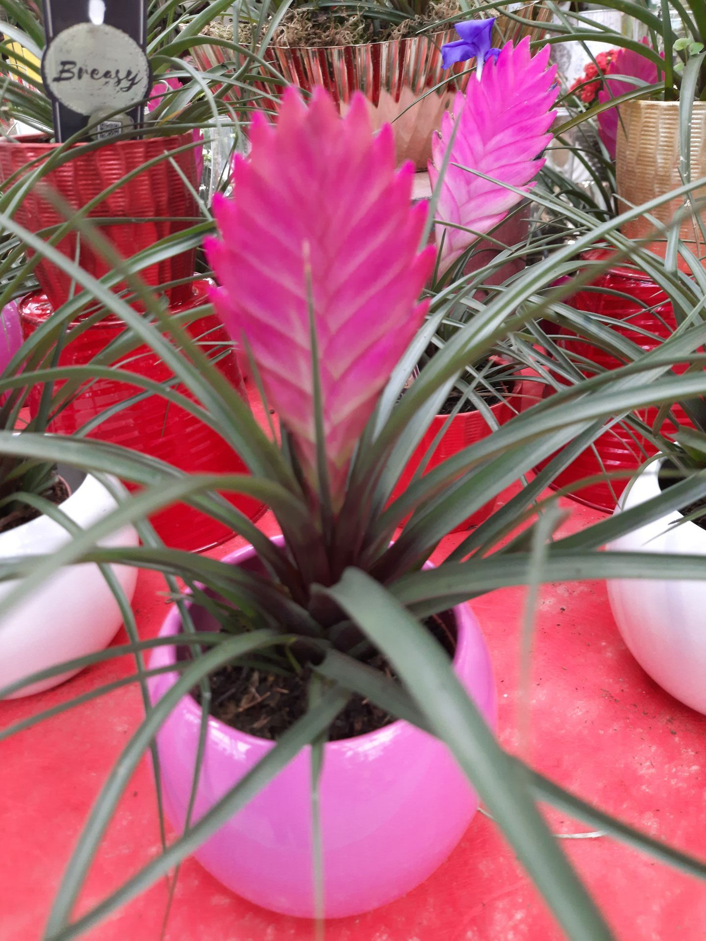 Broméliacée rose en pot blanc et rose, une plante exotique dans la pépinière de Lyon Végétaux pour la Saint-Valentin.