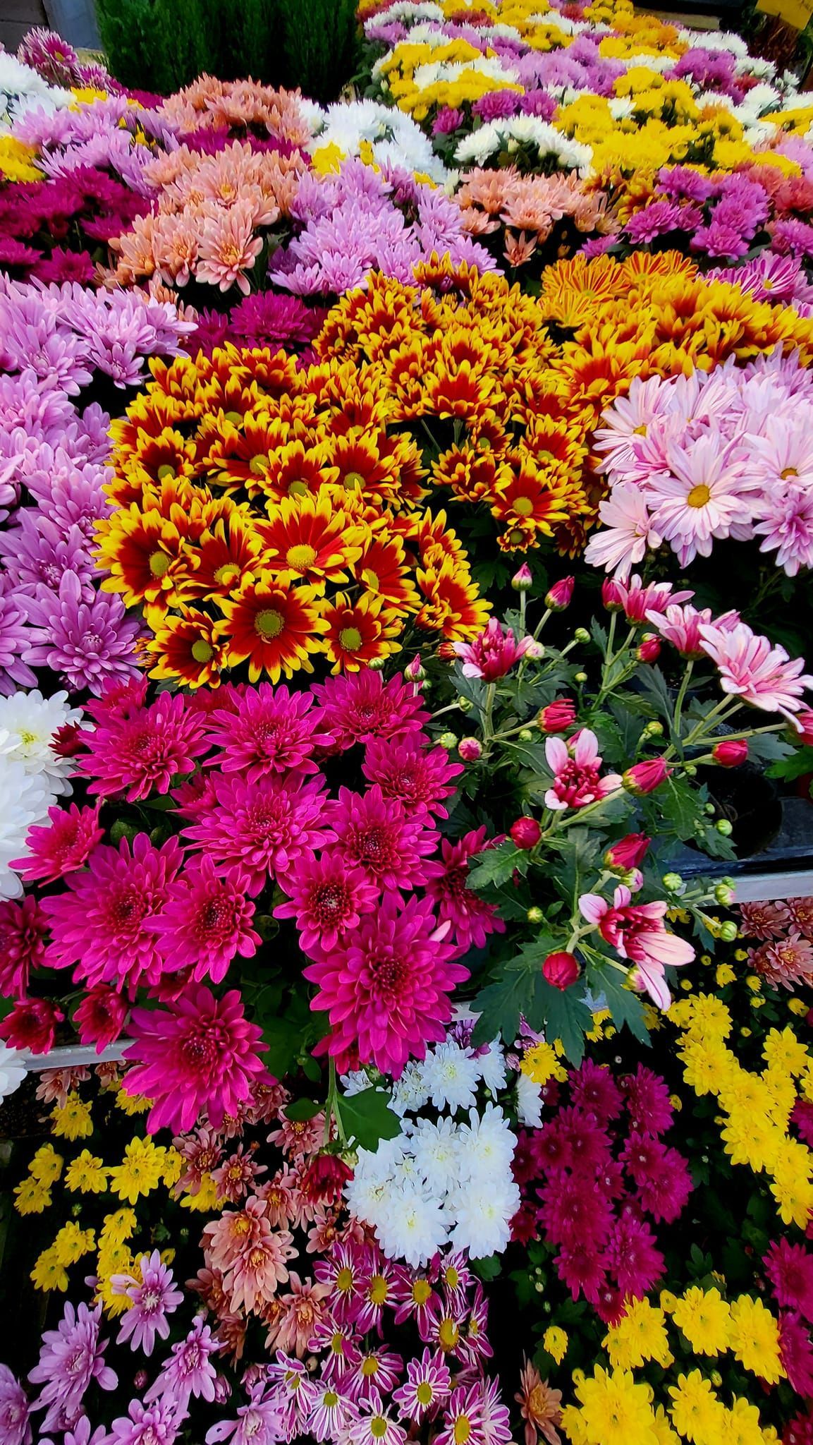 Chrysanthème vivace