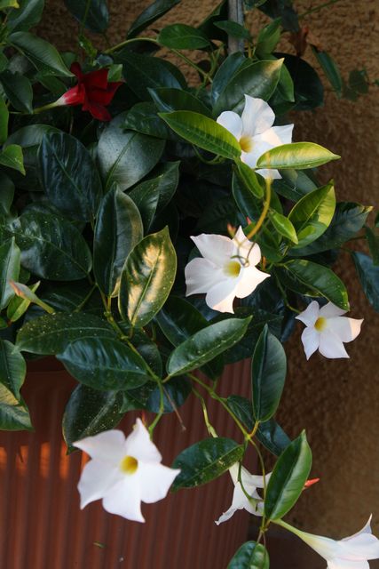 Dipladenias blanc et rouge