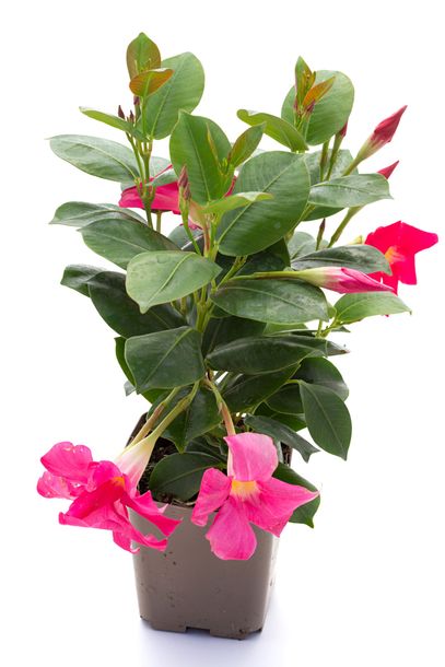 Dipladenia rose