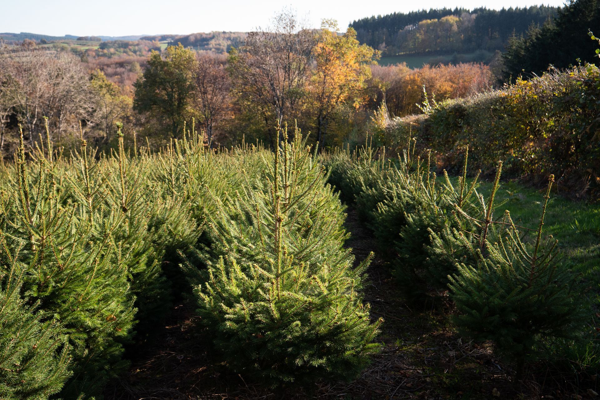 Sapins de Noël du Morvan