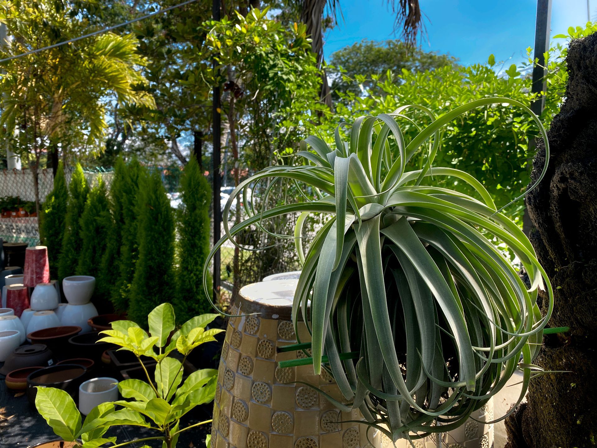 Plantes d'intérieur