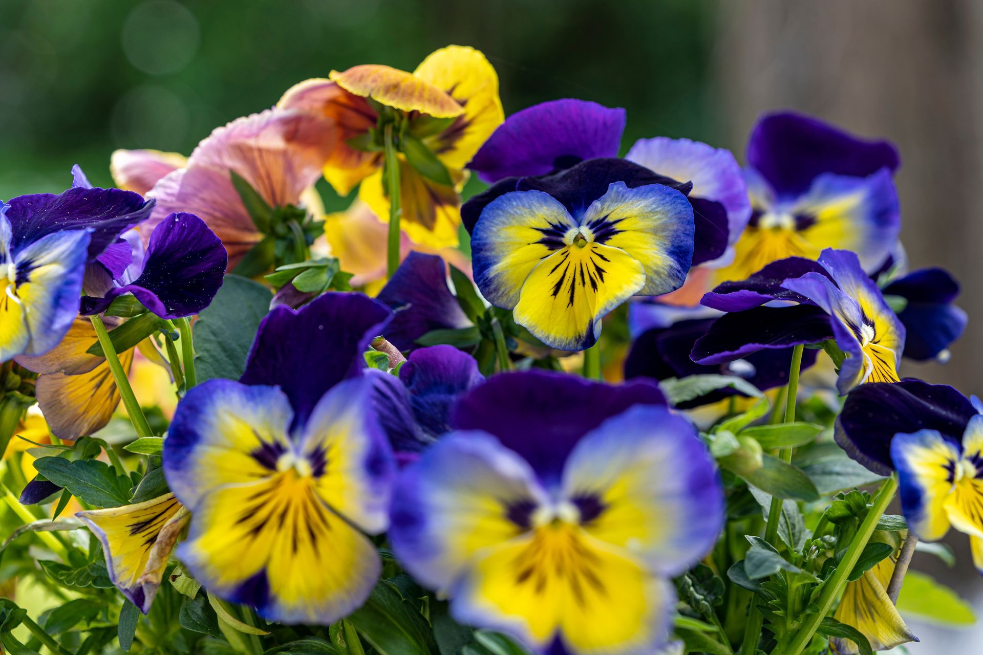 Plusiuers pensées bleues et jaunes 