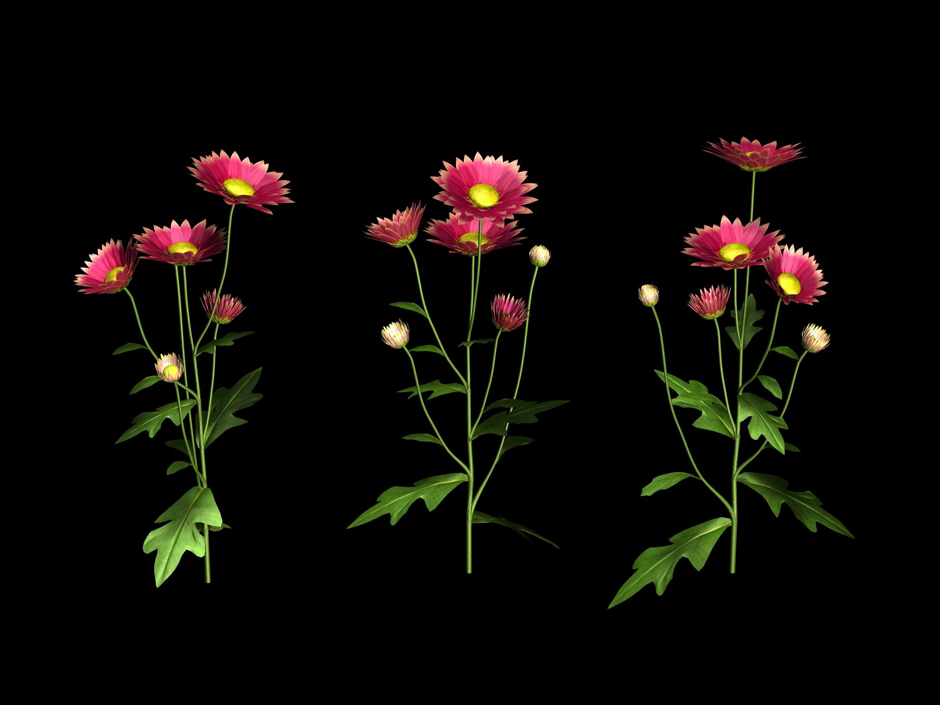 Brins de chrysanthèmes 