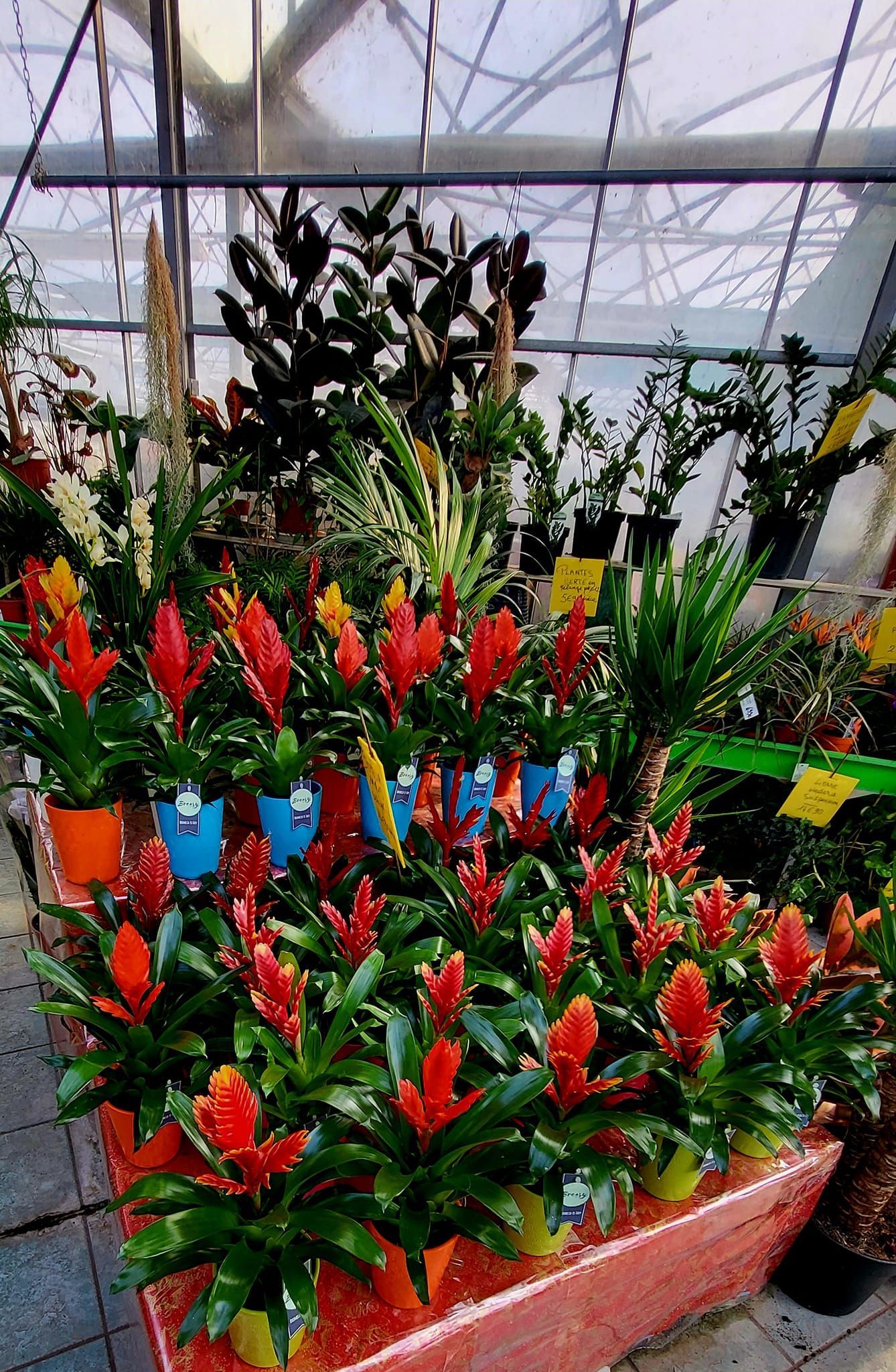 Un grand choix de plantes