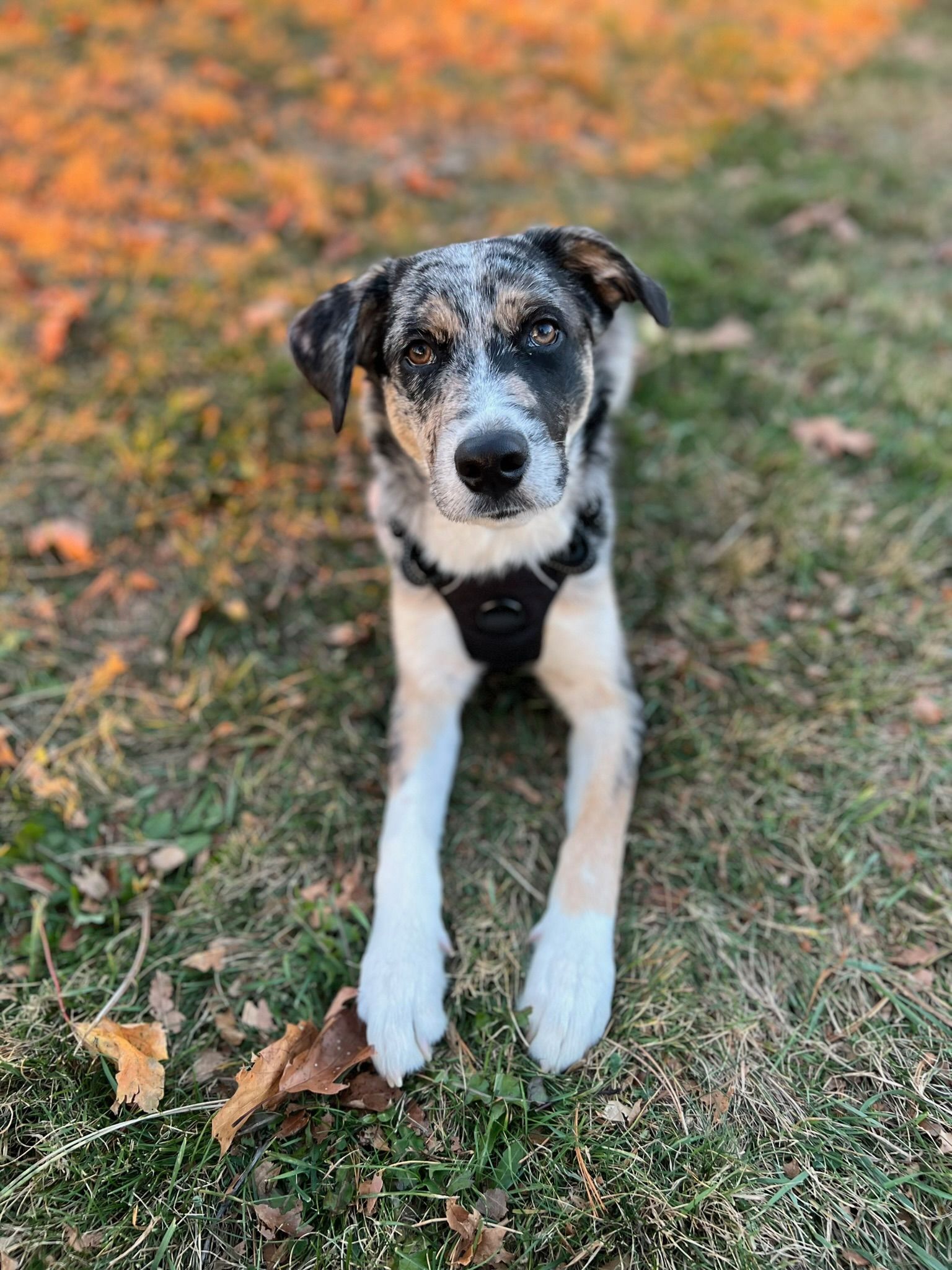 A black and white dog is laying in the grass and looking at the camera.