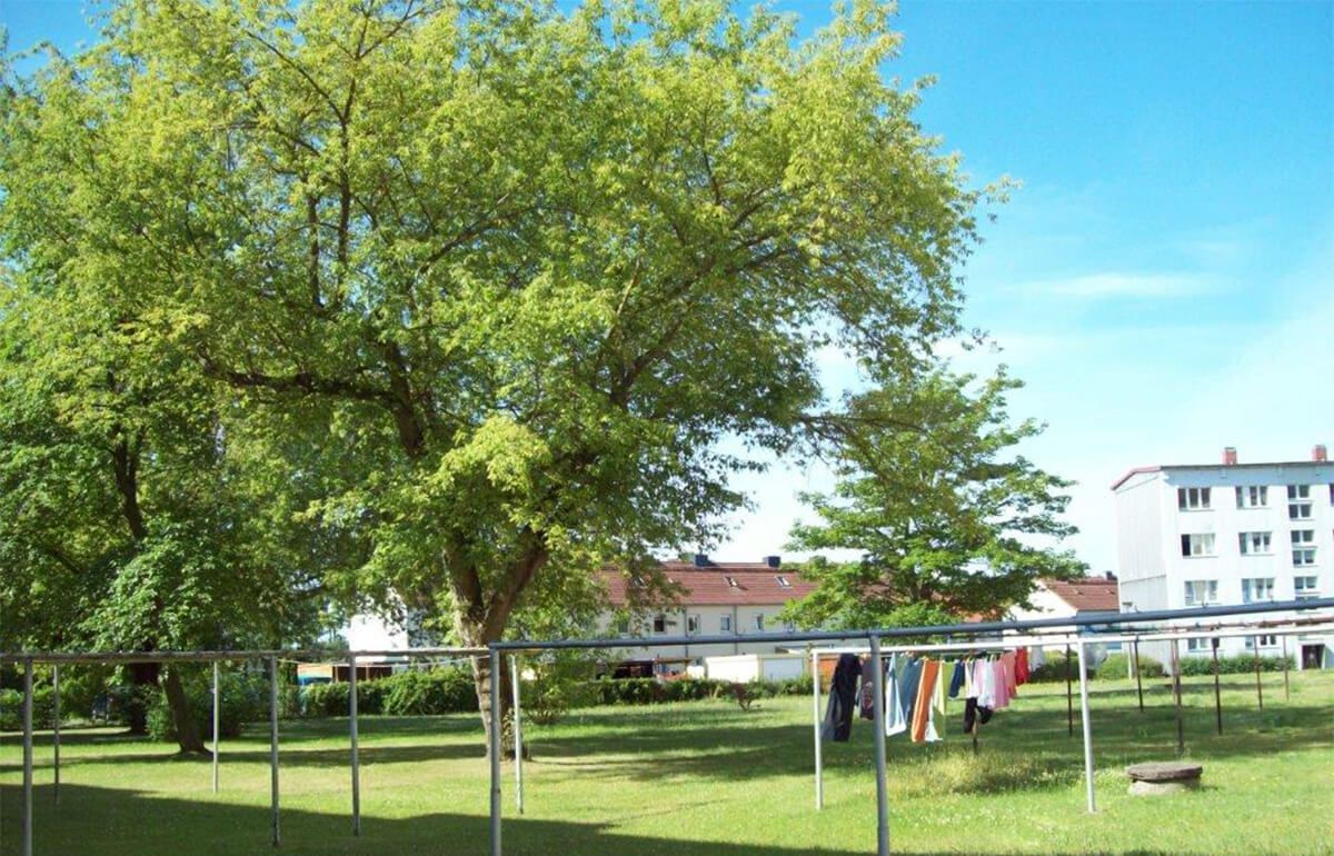 In einem sonnigen, grasbewachsenen Garten steht ein großer, üppig grüner Baum; im Hintergrund hängt Wäsche auf einer Leine.