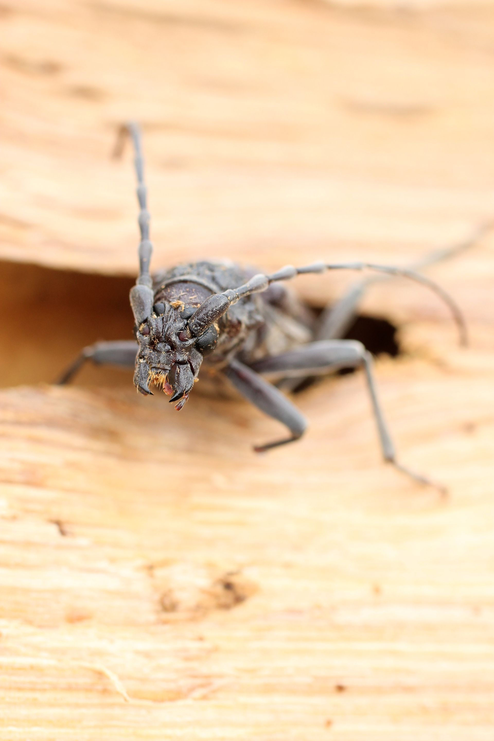 Insecte capricorne sur du bois de chêne.