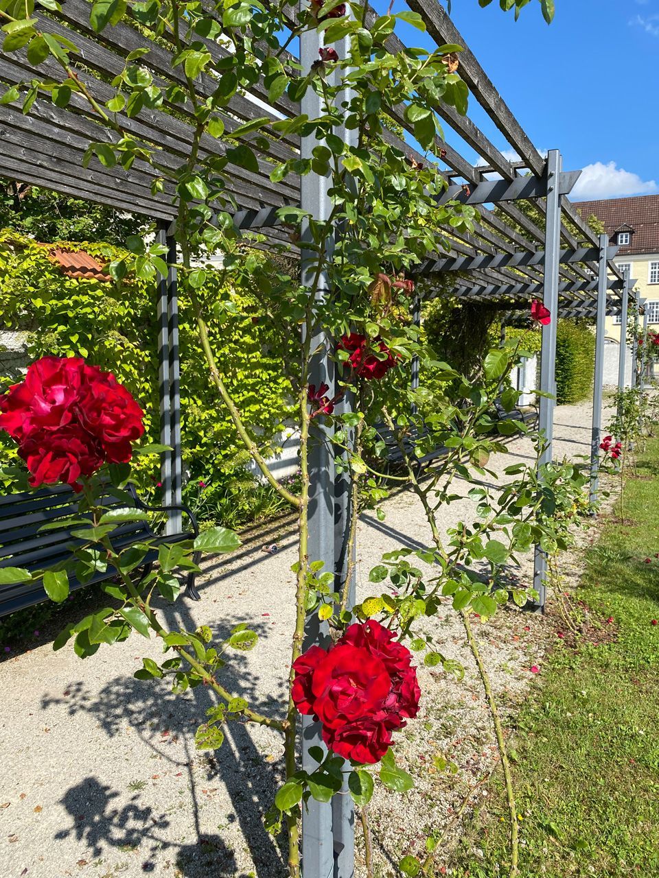 Prälatengarten Rosen