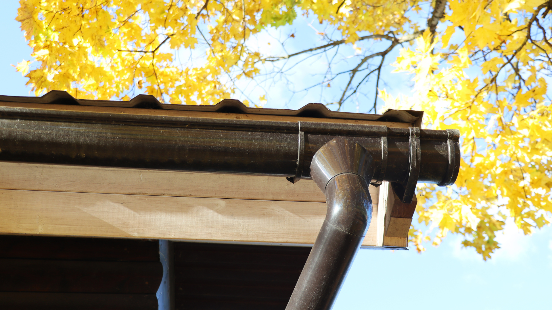 Gouttière brune avec descente pluviale, sur fond de feuilles d'automne jaune doré et de ciel bleu.