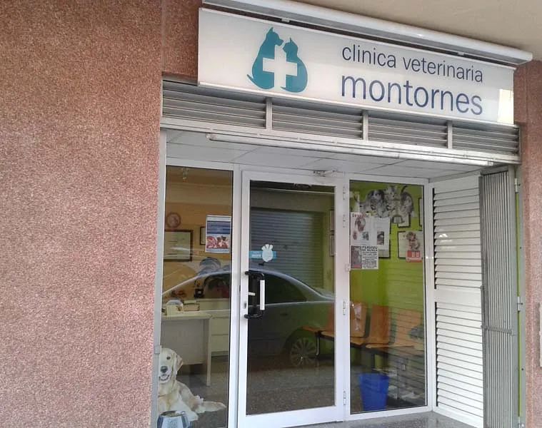 Un perro está parado afuera de una clínica veterinaria.