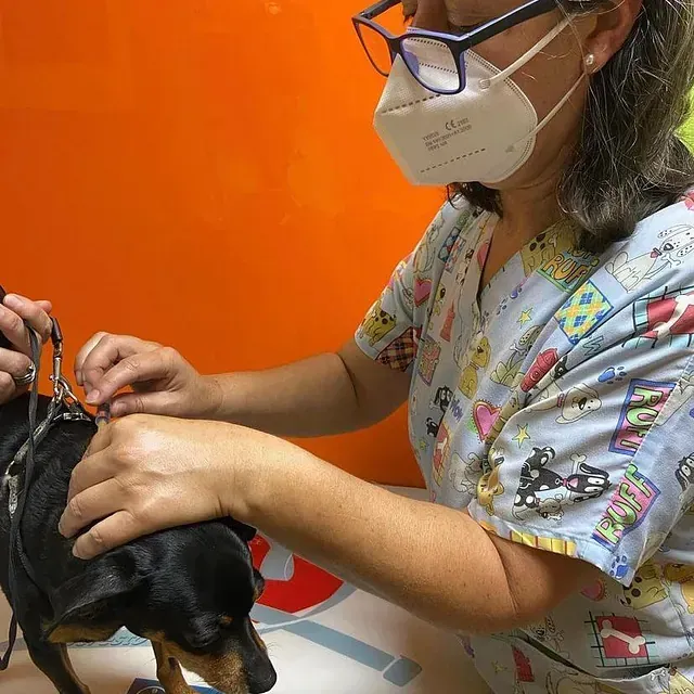 Una mujer con una máscara sostiene un pequeño perro negro.