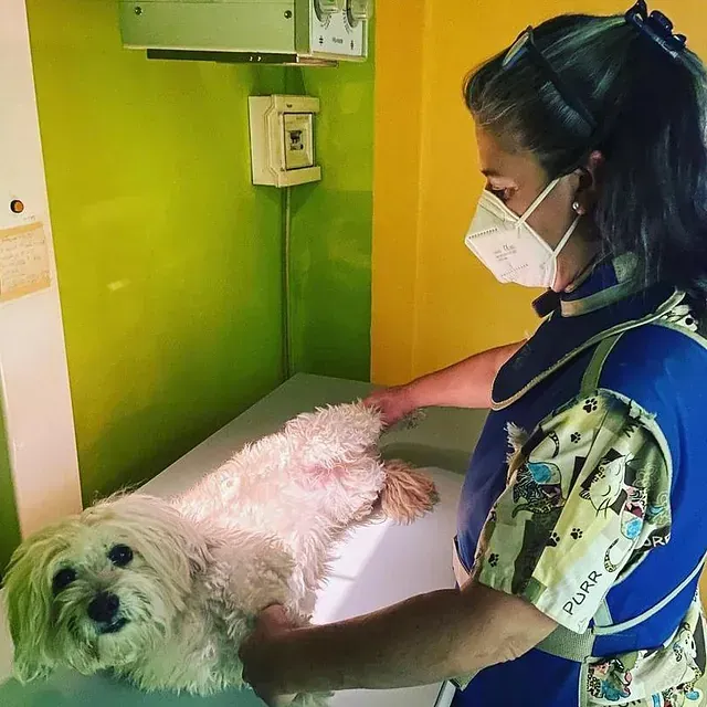 Una mujer con una máscara examina un pequeño perro blanco.