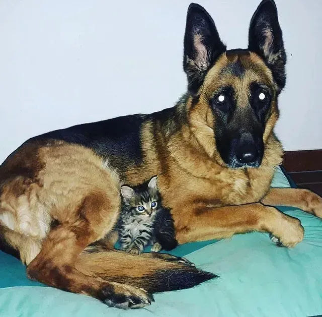 Un pastor alemán y un gatito acostados en una cama