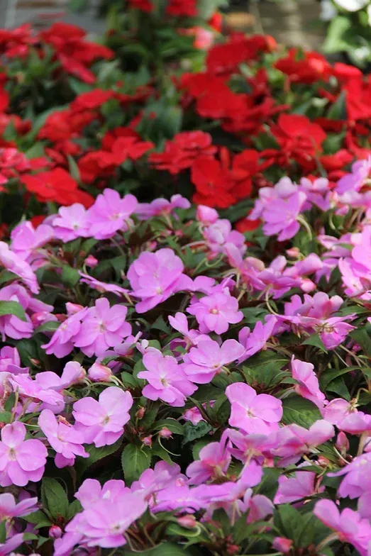Nahaufnahme von Friedhofsblumen