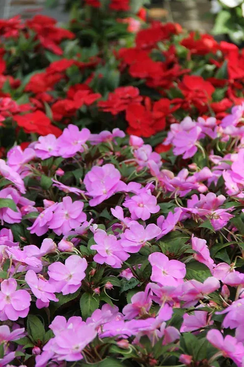 Pflanzenauswahl in der Gärtnerei