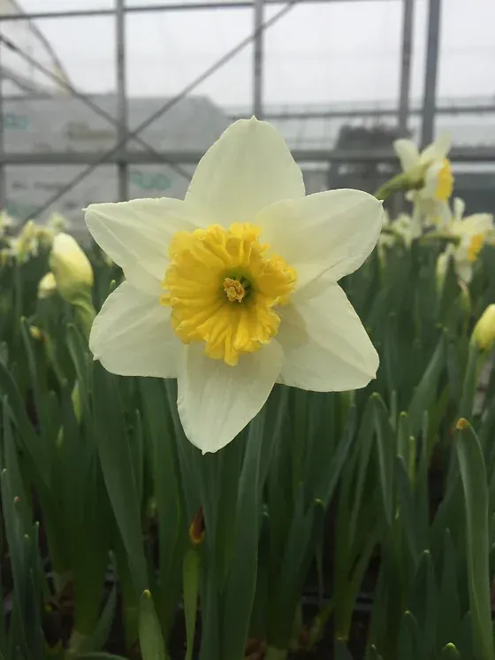 Nahaufnahme von Osterblumen