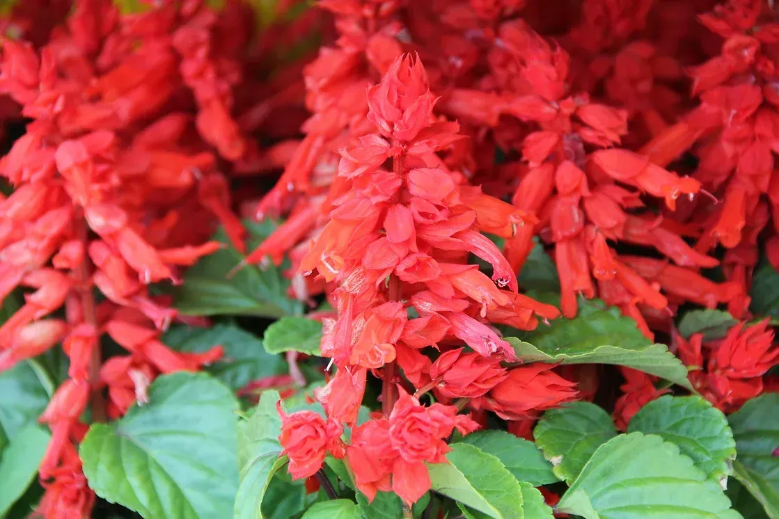 Nahaufnahme von Beetpflanzen