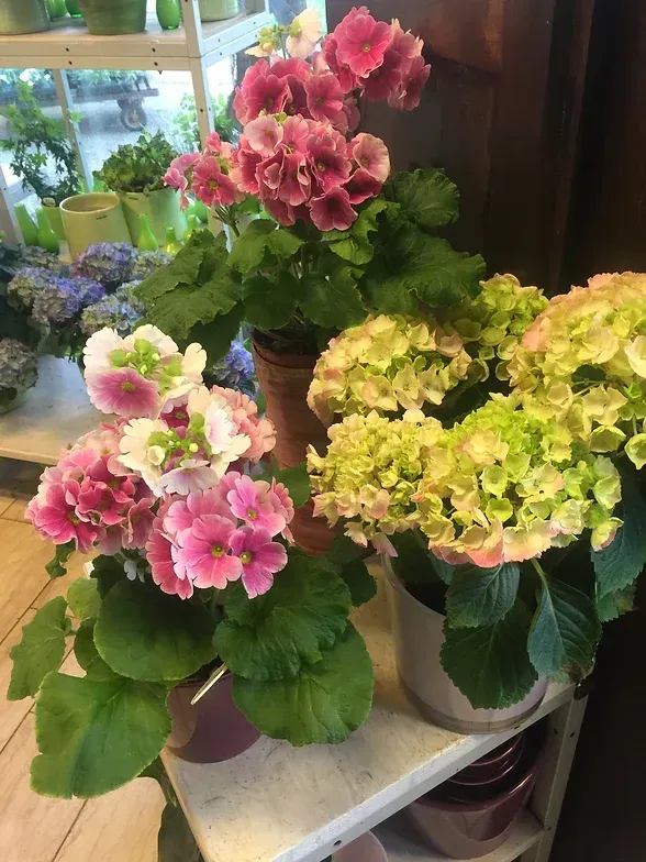 Nahaufnahme von Hortensien im Verkaufsraum der Gärtnerei