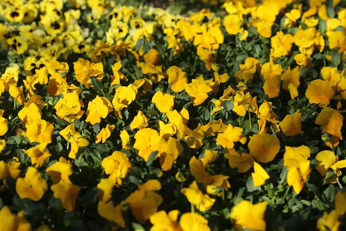 Gelbe Blumen als Gartenpflanzen