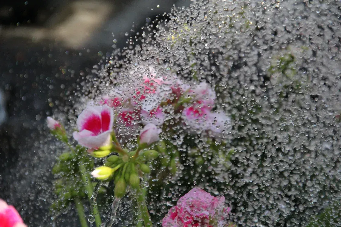 Bewässerung von Blumen in der Gärtnerei