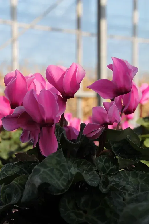 Nahaufnahme von Alpenveilchen