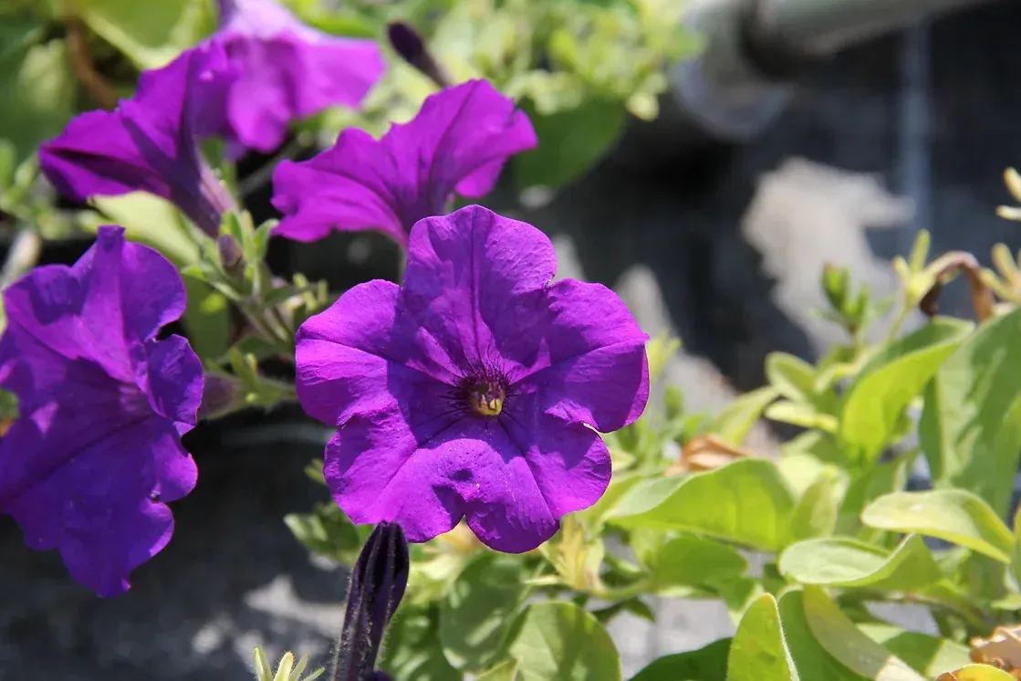 Nahaufnahme von Balkonblumen