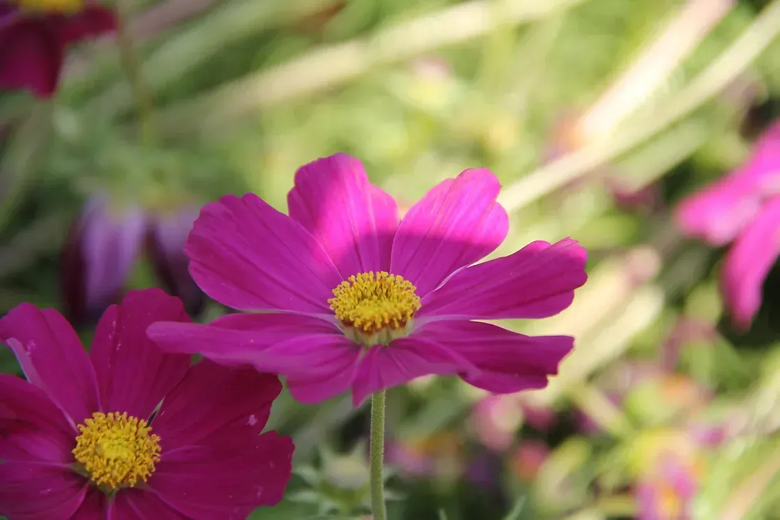 Nahaufnahme von Gartenblumen